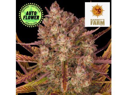 Dos Si Dos Auto Barney's Farm 1