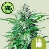 Royal Ak Auto - Royal Queen Seeds | konopné semienka