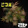 Lemon Ak Auto Fast Buds 1