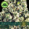 Na obrázku je pohľad na rastlinu konope vyrastenú zo semena konope Amnesia Haze Auto VS 1