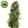 Hindu Kush Automatic - Sensi Seeds | konopné semienka
