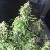 Na obrázku je pohľad na rastlinu konope vyrastenú zo semena konope Gorilla Cookies Auto FB 22