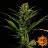 Na obrázku je pohľad na rastlinu konope vyrastenú zo semena konope Glue Gelato Auto BF 55