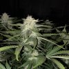 Na obrázku je pohľad na rastlinu konope vyrastenú zo semena konope Cream Cookies Auto FB 22