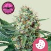 Na obrázku je zobrazená raslina marihuany Royal Cookies FEM RQS na jemne zelenom pozadí