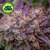Banana Purple Punch Auto od Fast Buds 420 - na obrázku krásna fialová rozkvitnutá rastlinka