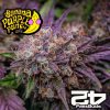 Banana Purple Punch Fast Buds autoflower seeds 1