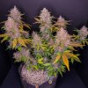 LSD 25 Auto Fast Buds 3