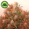 auto banana blaze Dutch Passion 1