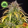 LSD Auto – Barney's Farm