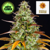 Watermelon Zkittlez Auto - Barney's Farm