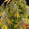 Watermelon Zkittlez Auto Barney's Farm 2