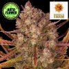 Dos Si Dos Auto - Barney's Farm