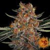 Purple punch Auto Barney's Farm 2