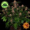 Purple punch Auto Barney's Farm 1