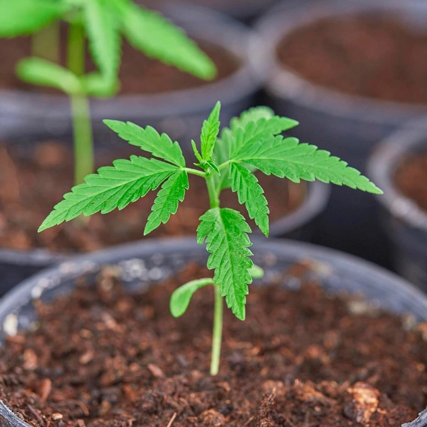 Od semínka po klíček