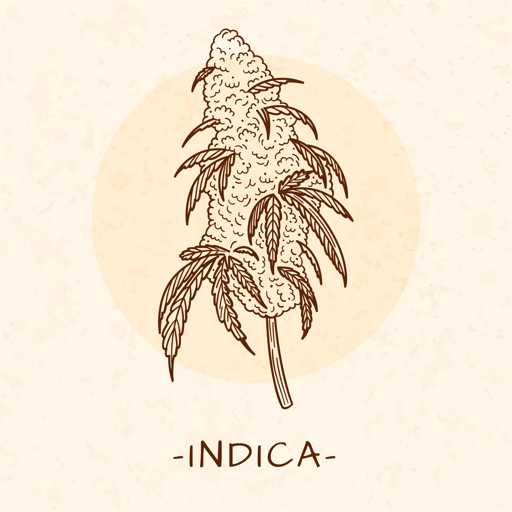 6 nejoblíbenějších indica odrůd na světe