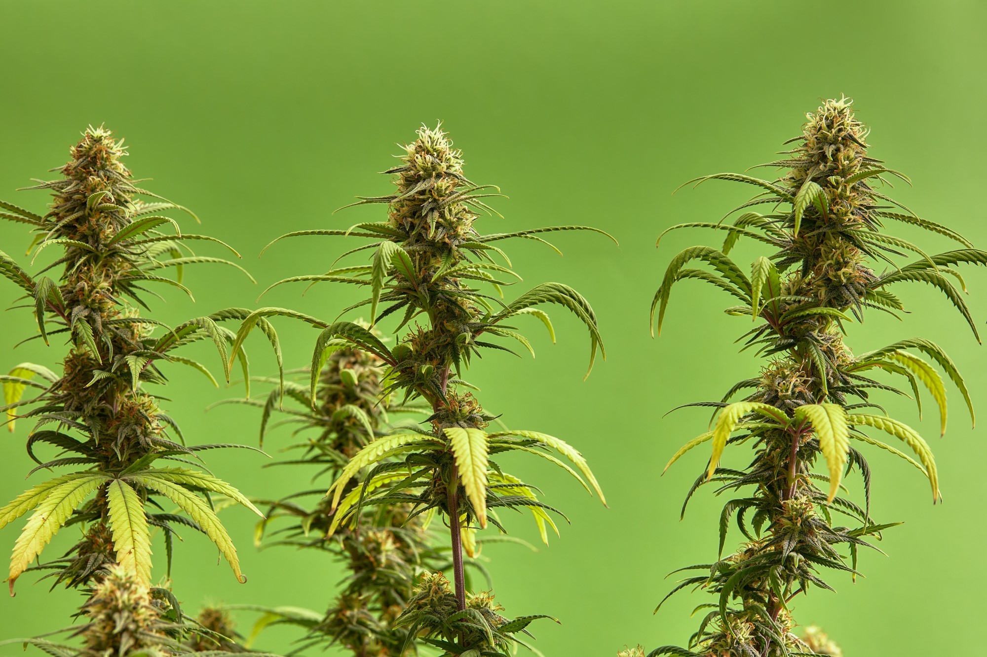THC-R: nový legální kanabinoid s neuvěřitelnou silou