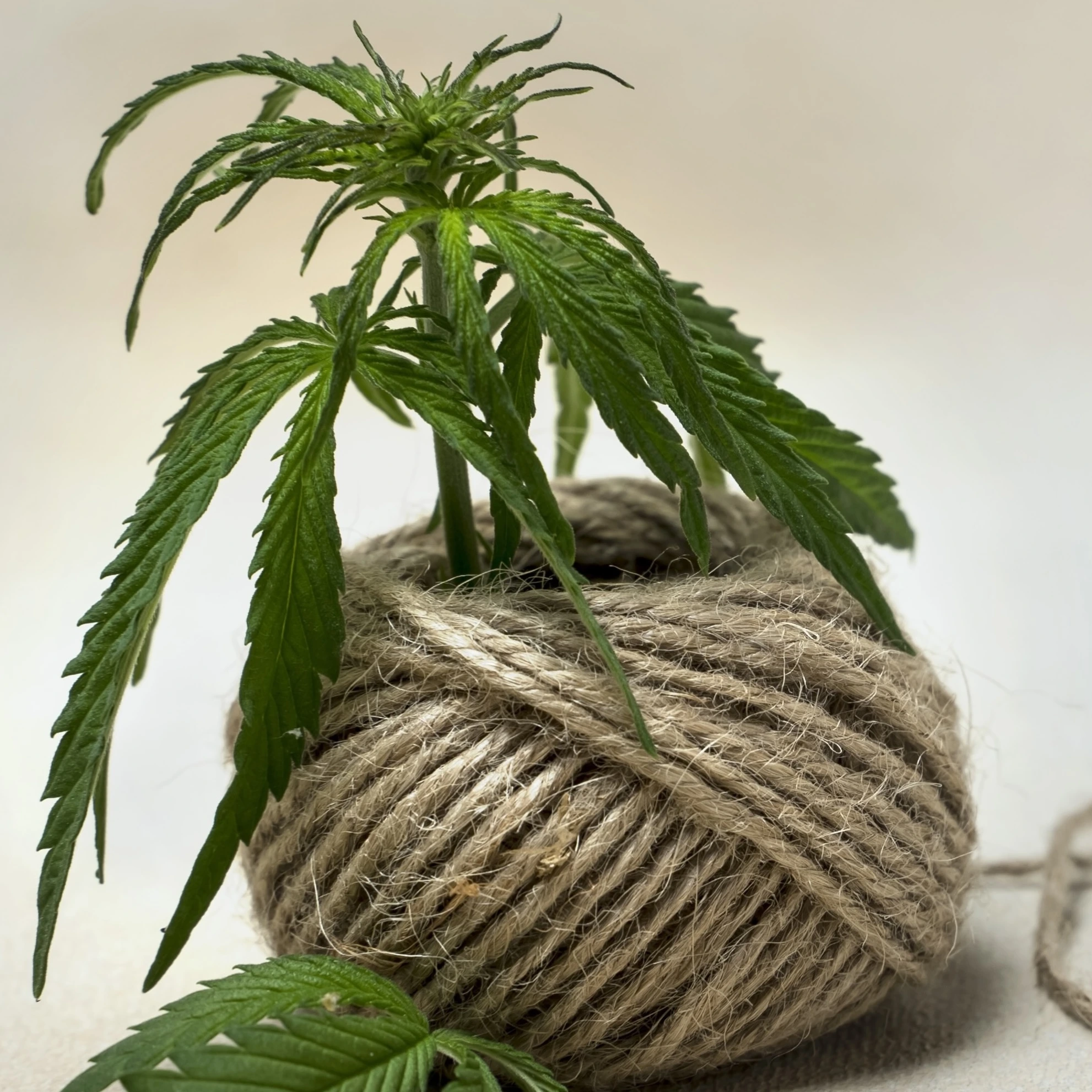 Konopí a móda: Jak se z odolné rostliny stává luxusní oděv?