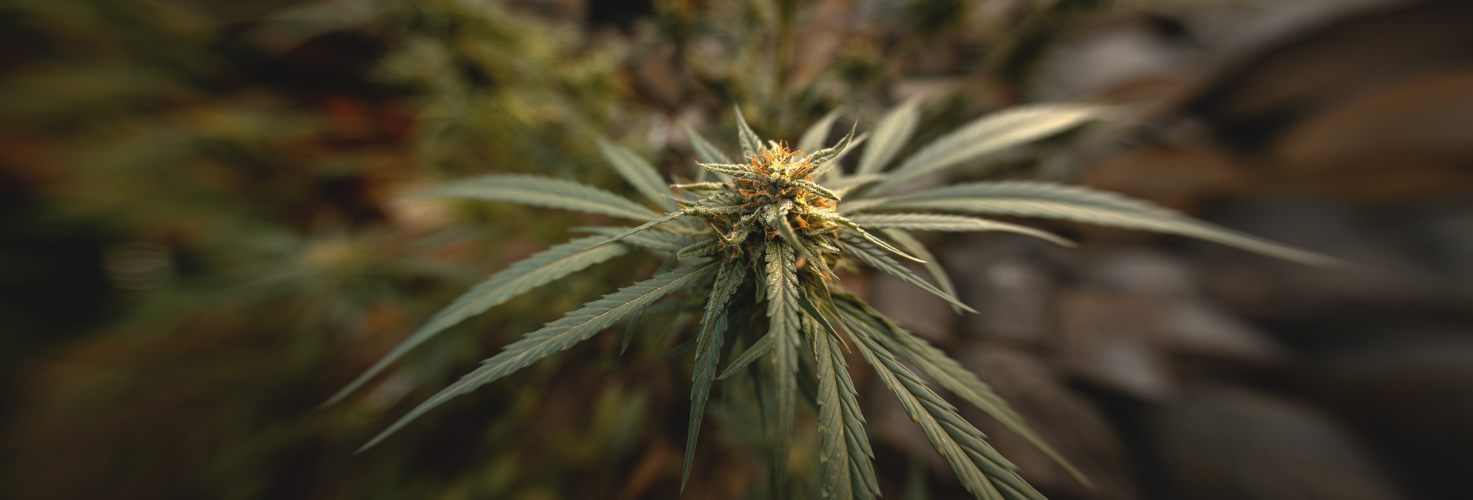 marijuana-bud-stage-completed-flowering-outdoors-cannabis-plant-leaves