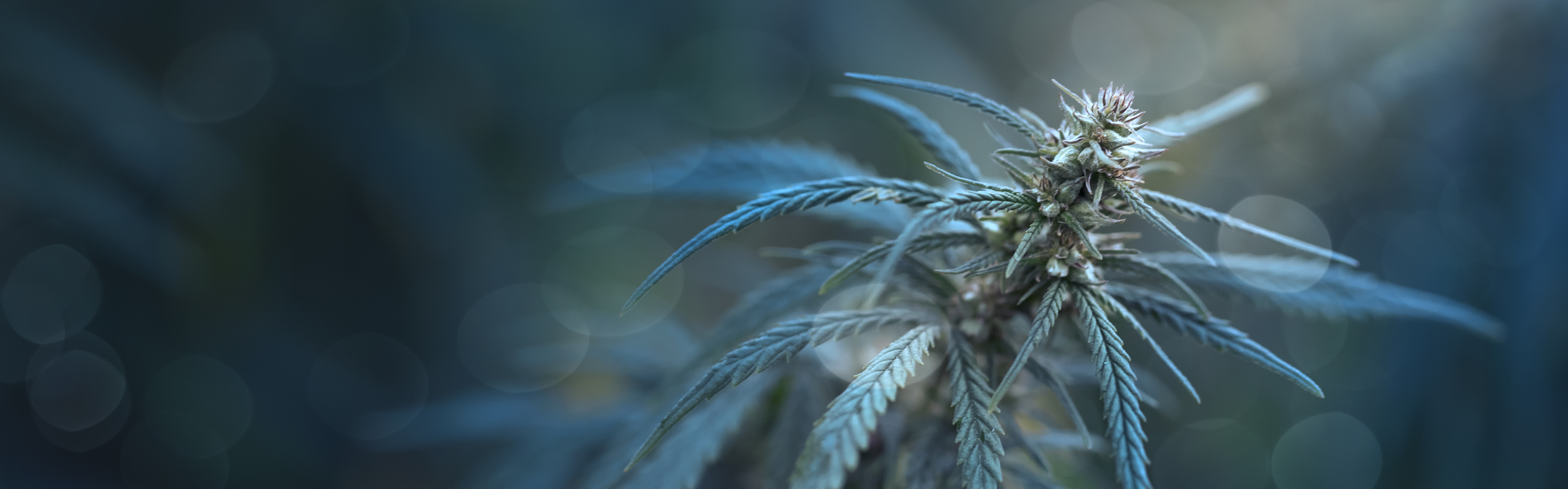 medical-cannabis-plant-selective-focus-close-up