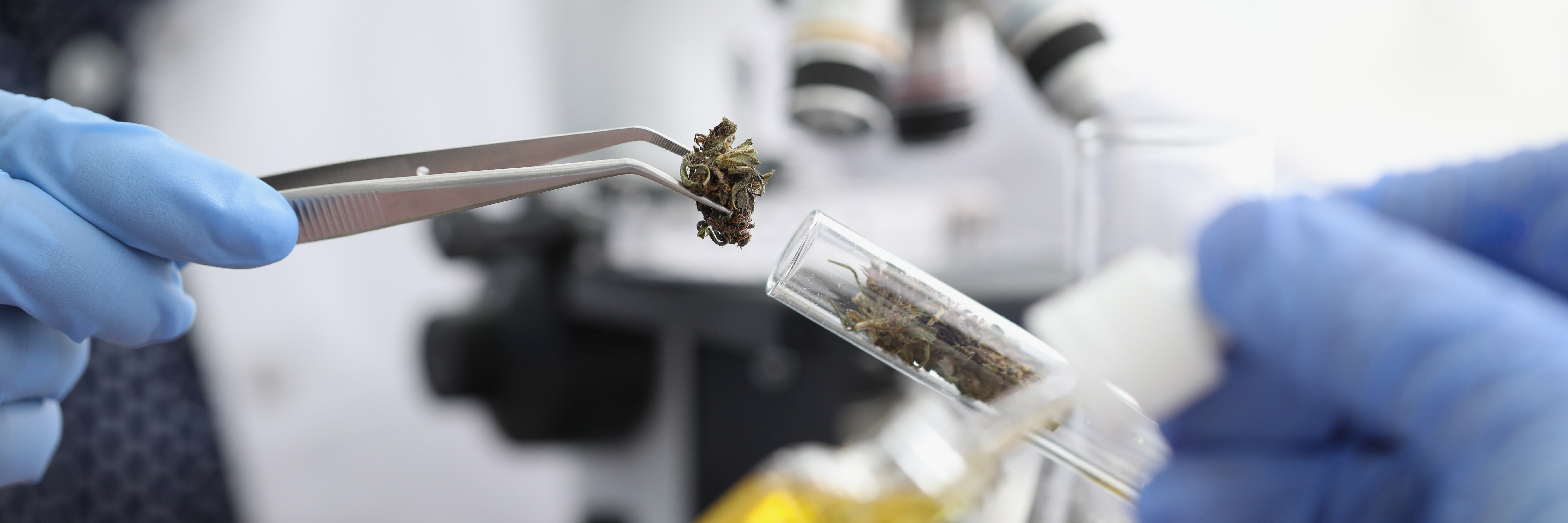 scientist-puts-dry-sample-cannabis-into-test-tube