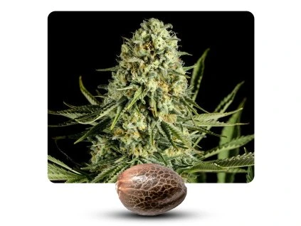 Auto critical cheese