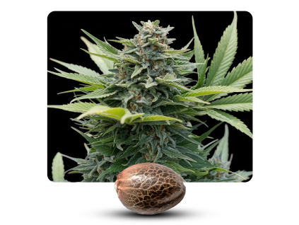 Auto amnesia