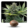 Auto amnesia