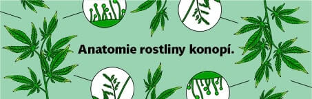 Anatomie rostliny konopí