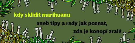 Kdy sklidit marihuanu aneb rady a tipy jak poznat, zda je konopí zralé