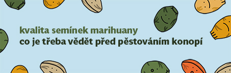 Kvalita semínek marihuany: Co je třeba vědět před pěstováním konopí