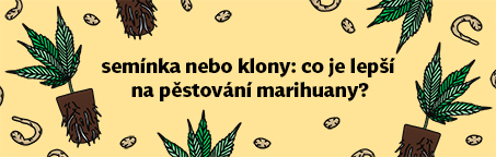 Semena nebo klony: Co je lepší na pěstování marihuany?