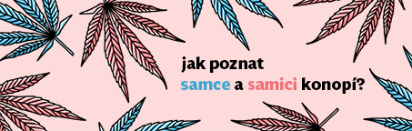 Jak rozeznat samce konopí od samice?