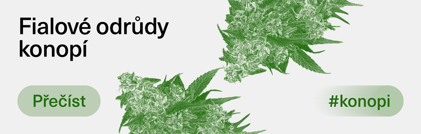Fialové odrůdy konopí a kde se bere jejich zbarvení