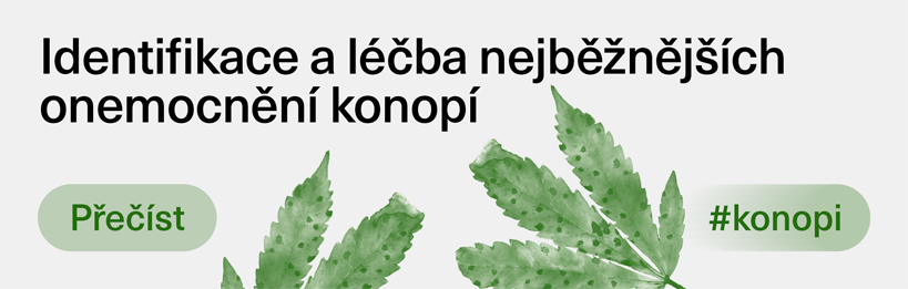 Identifikace a léčba nejběžnějších onemocnění konopí