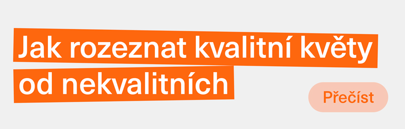Jak rozlišit kvalitní květy konopí od nekvalitních