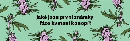 Jaké jsou první známky fáze kvetení konopí?