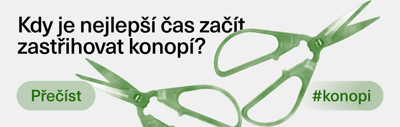 Kdy je nejlepší čas začít zastřihovat konopí?