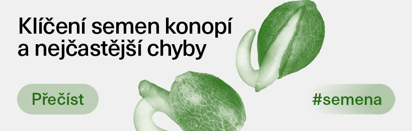 Klíčení semen konopí a přehled nejčastějších chyb
