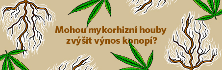 Mohou mykorhizní houby zvýšit výnos konopí?