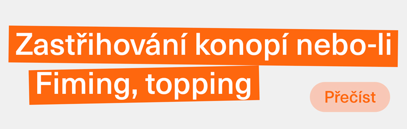Zastřihování konopí nebo-li Fiming, topping - co to je a jak na to
