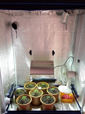 Jak Pestovat Indoor () Jak Pestovat Indoor