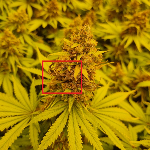 plisen seda konopi bud rot nemoci marihuany