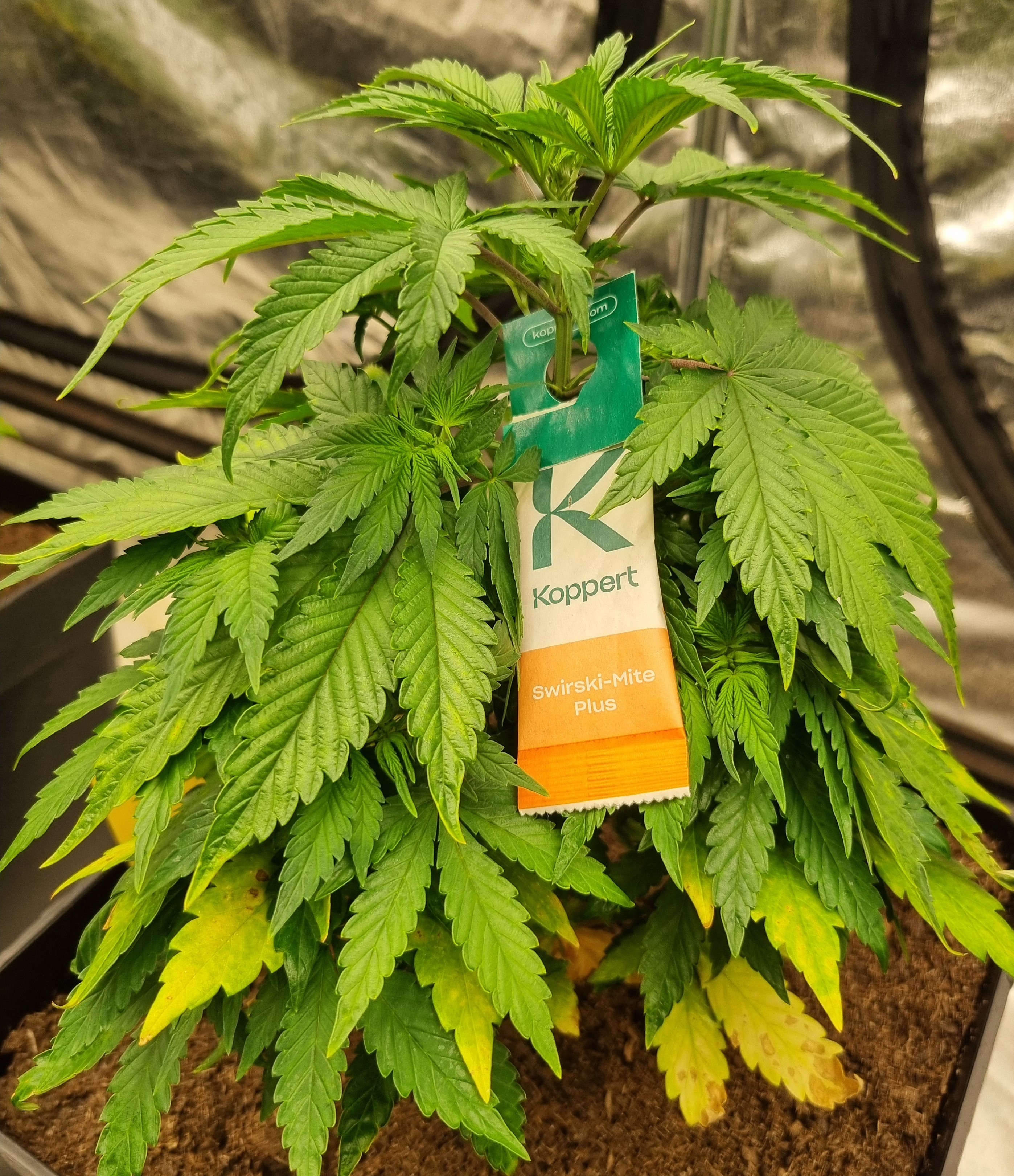 skudci marihuana bio ochrana