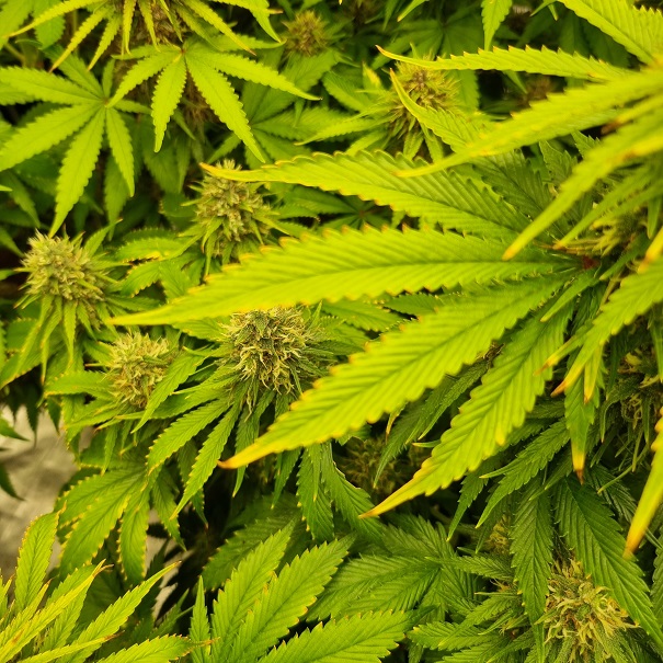 spaleni hnojivy konopi marihuana