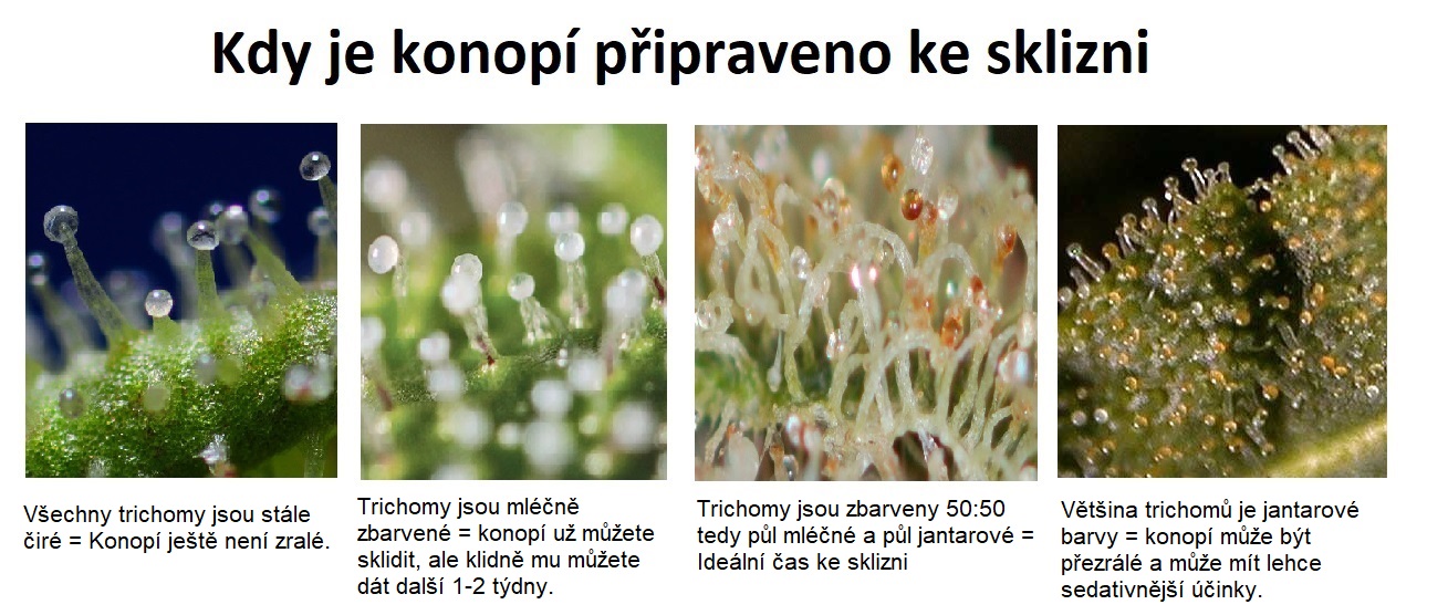 Jak poznat zralou kytku?