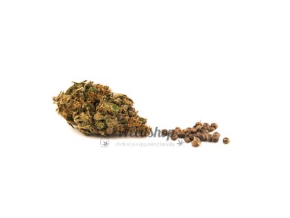 cannabis sativa cbd kvety