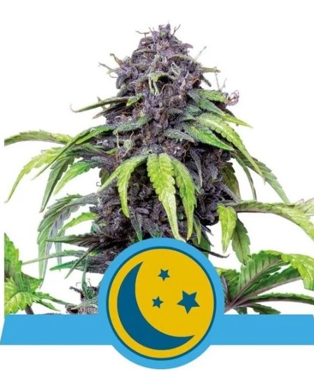 Royal Queen Seeds Purplematic CBD 0 % THC 5 ks Balení: 10 ks
