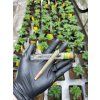 Predrolovany CBD joint ve sklenenem obalu (1)